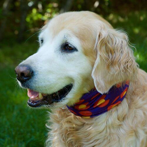 happy dog wearing scarf