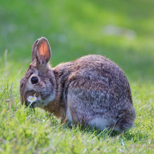 rabbit hopping on grass