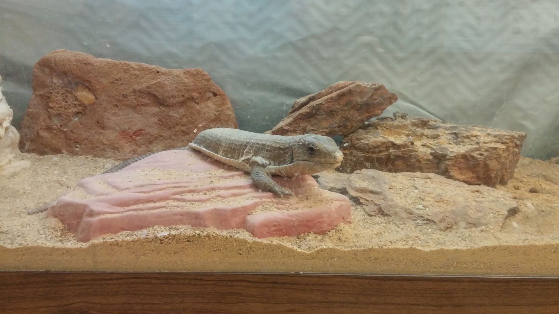 Flint, TX 75762 Veterinary Jobs Flint Veterinary Clinic