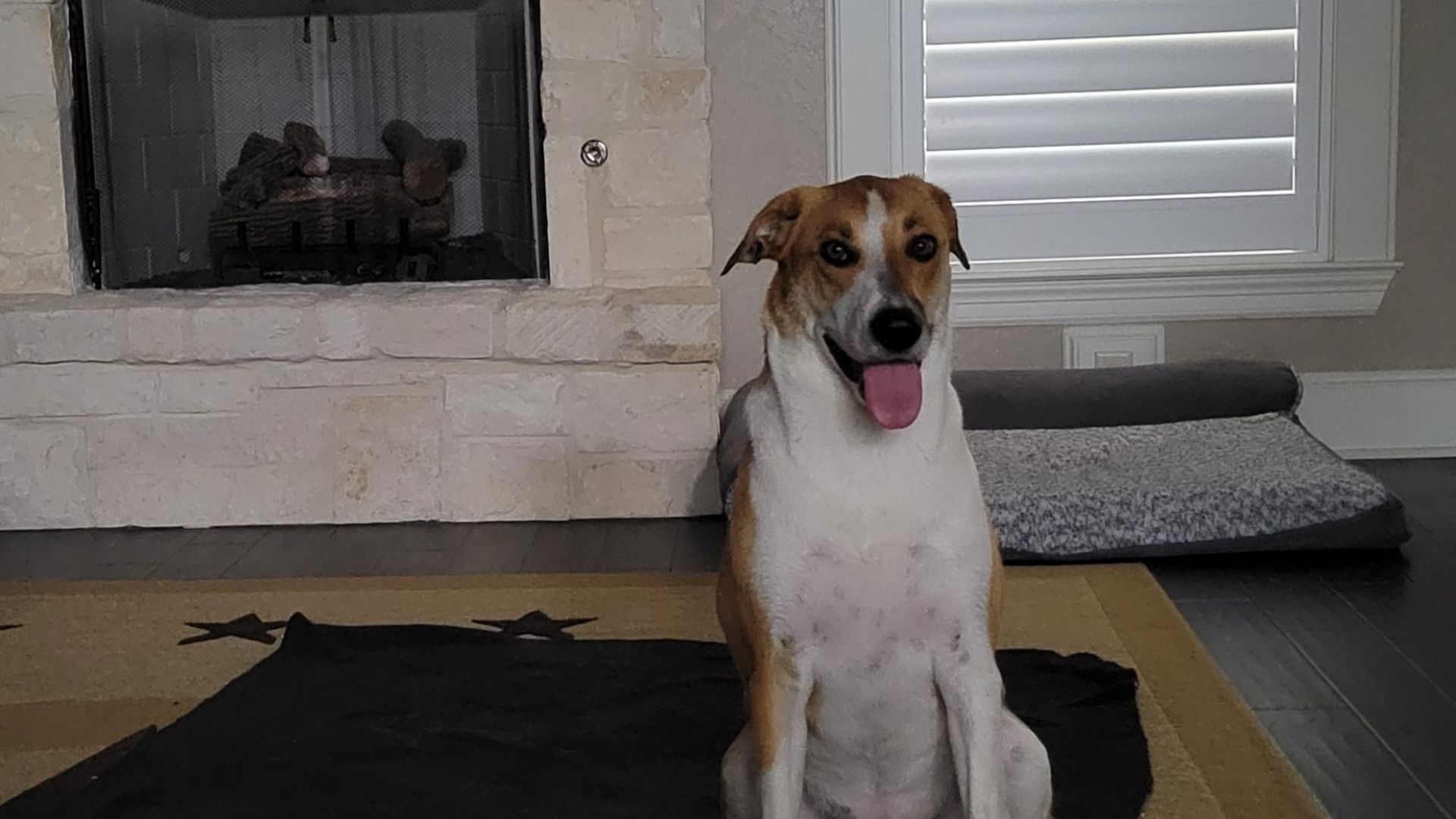 Flint Veterinary Clinic Gallery Vet Clinic In Flint, TX