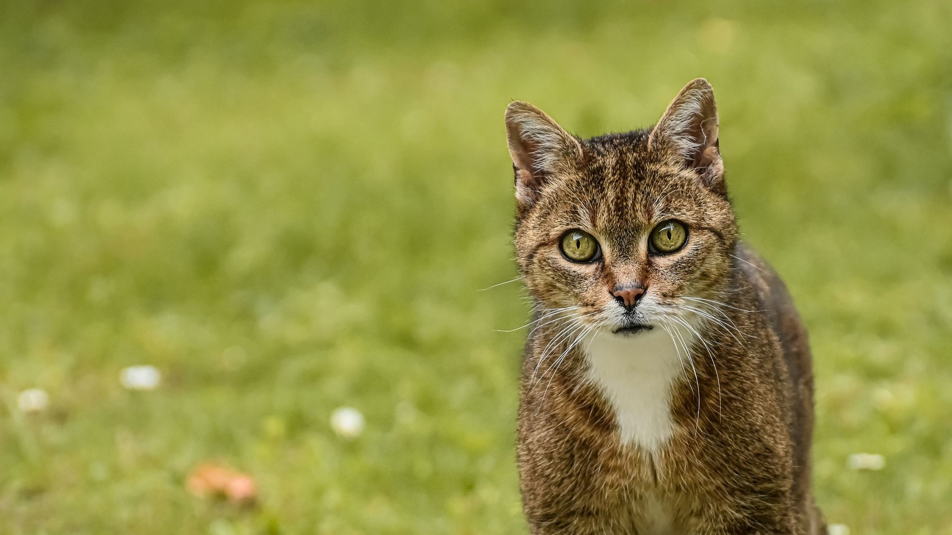 Payment Options For Veterinary Care Flint Vet Clinic