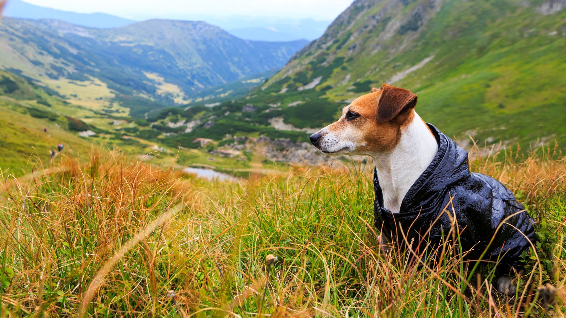 Veterinarian Reviews In Flint, TX Flint Veterinary Clinic