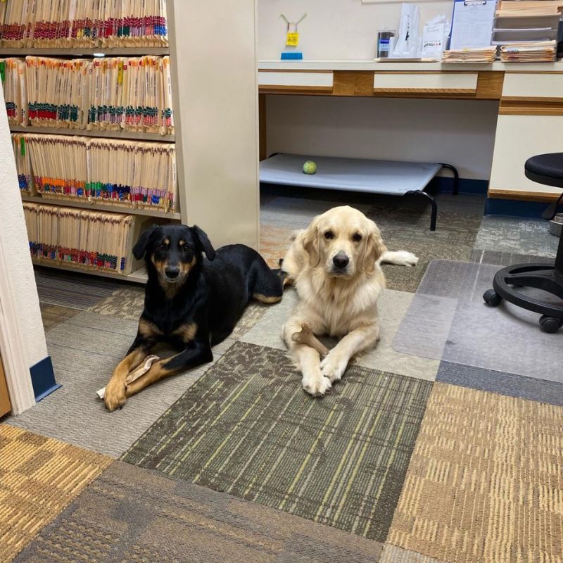 two dogs in the office