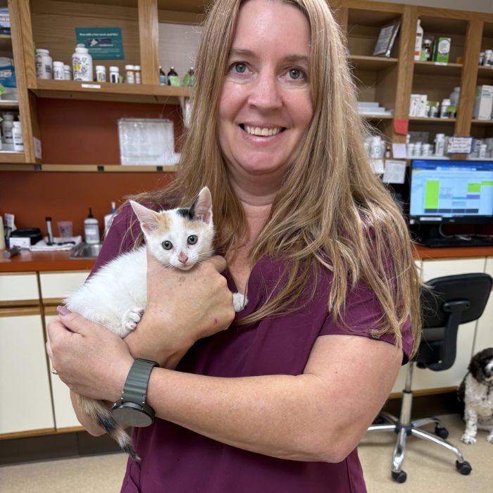 vet staff holding a kitten