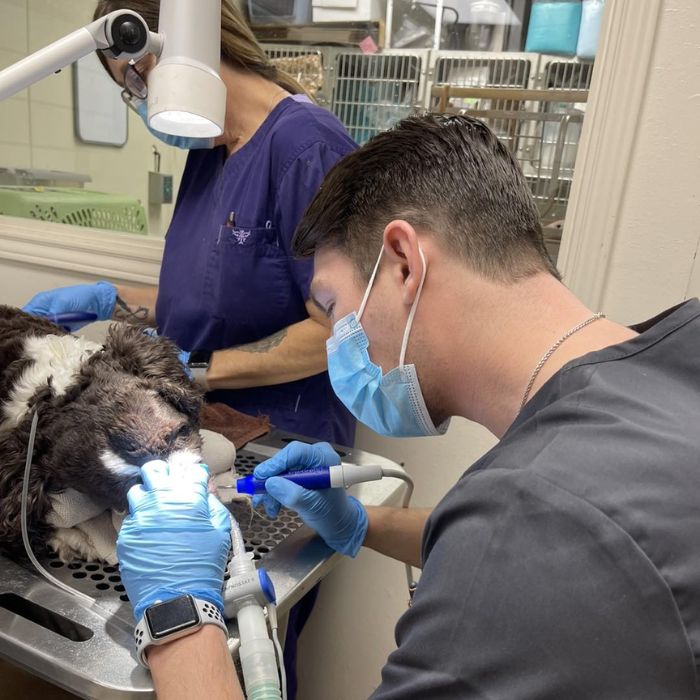 vet and staff doing dental procedure of a pet