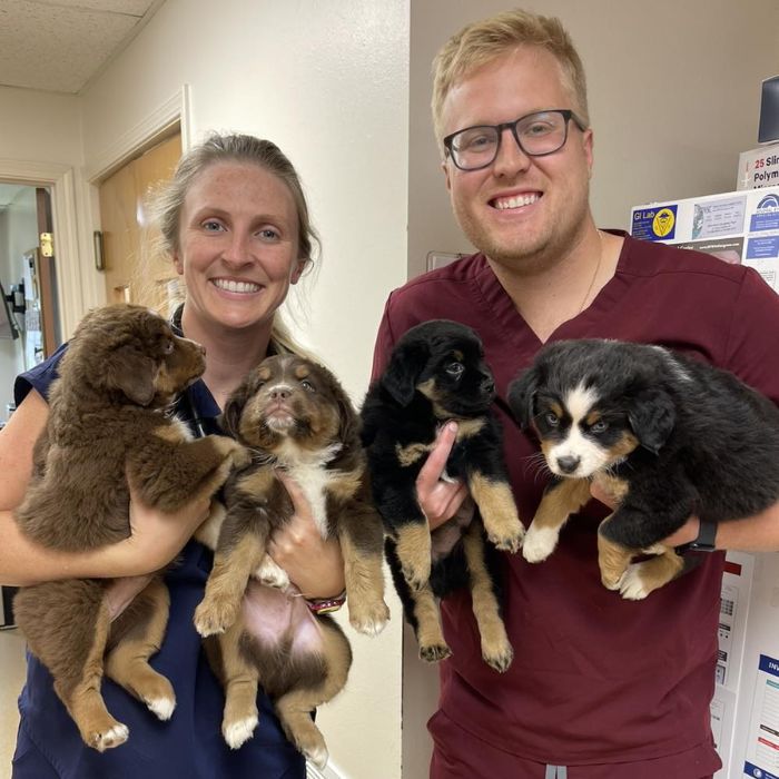 vet staff holding puppies