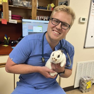 vet staff holding a rabbit