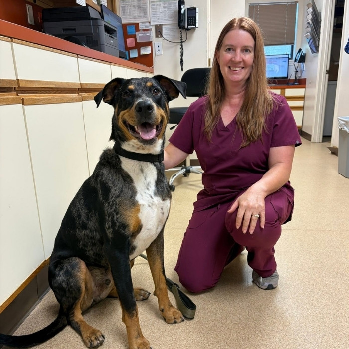 pet surgery
