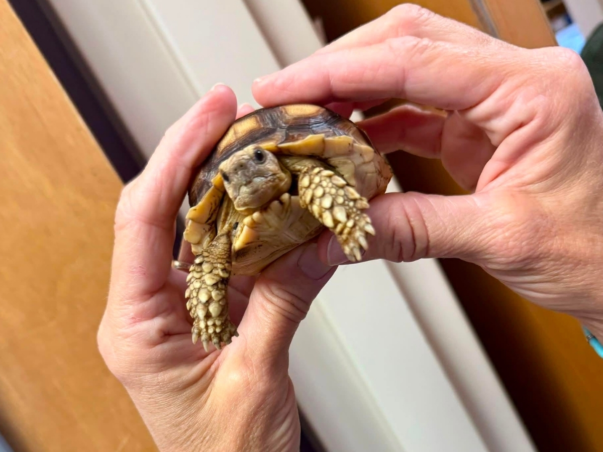 A close-up of a person holding a small tortoise