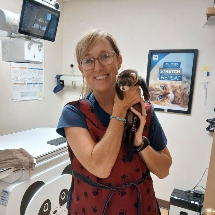 a vet staff gently holds a small ferret