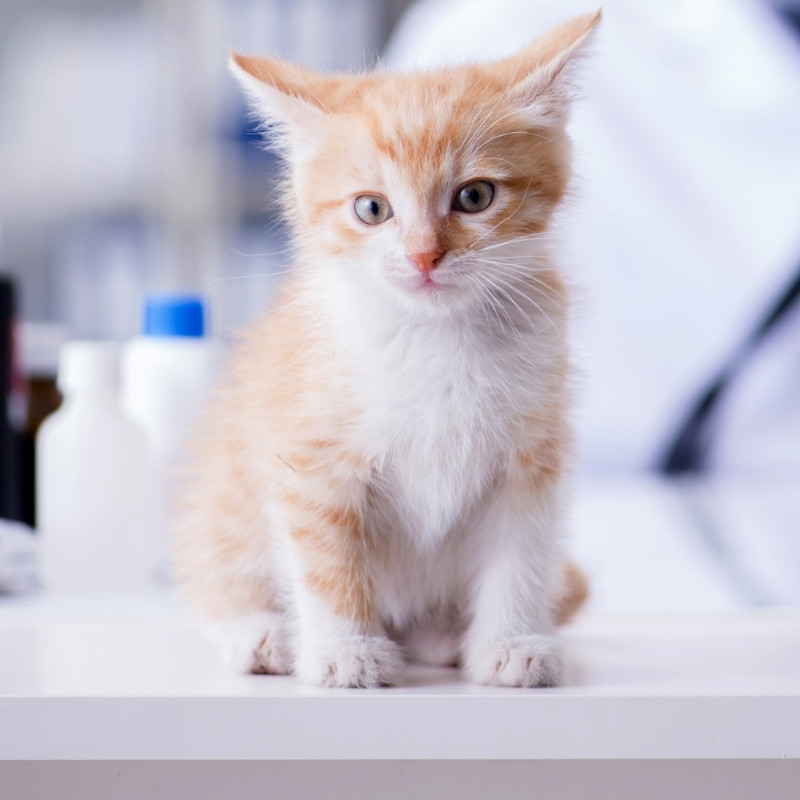 a person in scrubs holding a cat
